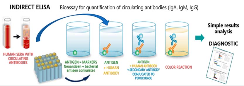 Indirect Elisa