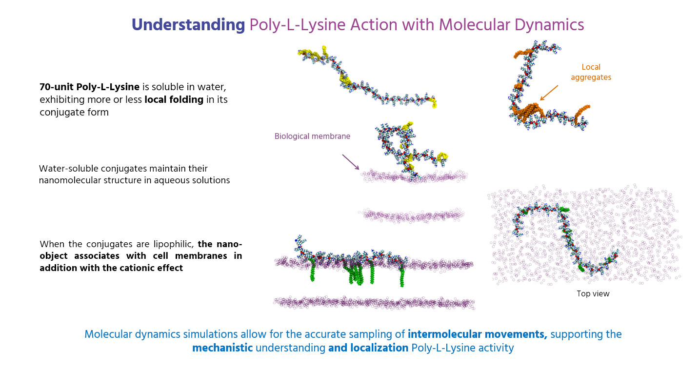 Poly-L-Lysine Action with Molecular Dynamics Poly-L-Lysine Action with Molecular Dynamics